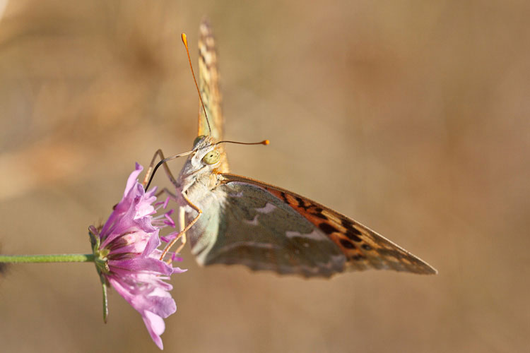 Potrebbe essere Argynnis pandora?